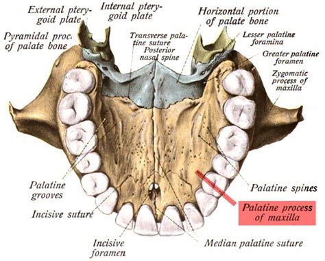 Maxillary Tuberosity Definition And Function at Brittany Molina blog