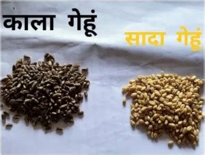 Yellowroot Organic Black Wheat, Kala Gehu Seed Price in India - Buy ...