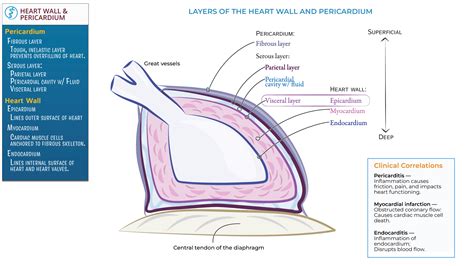 Gross Anatomy: Heart Wall and Pericardium | ditki medical & biological sciences
