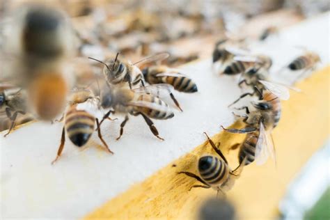 Is Honey Bee Vomit? - Beekeeping 101