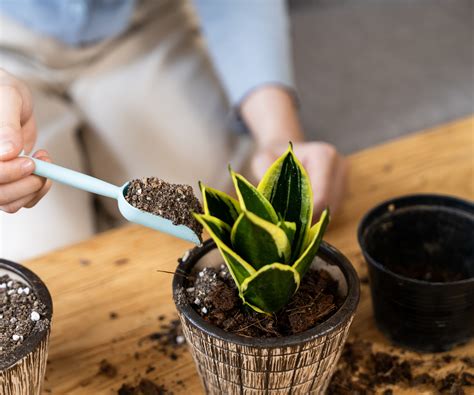 How to make your own snake plant potting mix: an easy DIY | Homes and ...