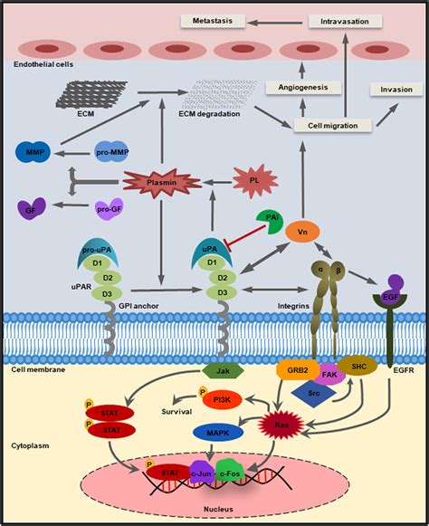 Frontiers | Multifaceted Role of the Urokinase-Type Plasminogen Activator (uPA) and Its Receptor ...