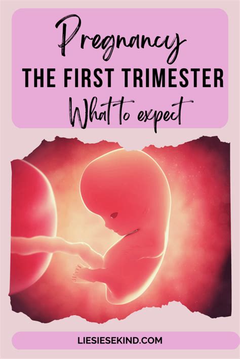 First-Trimester Weeks 的图像结果