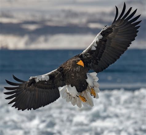 Steller's Sea-Eagle (Haliaeetus pelagicus) in 2023 | Steller's sea ...