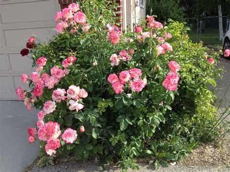 How To Prune A Hybrid Tea Rose Bush at Anna Kowalski blog