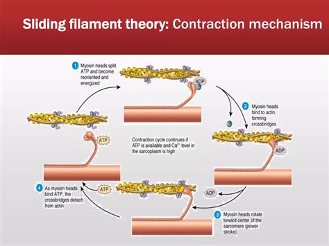 Muscle Contraction Process 的图像结果