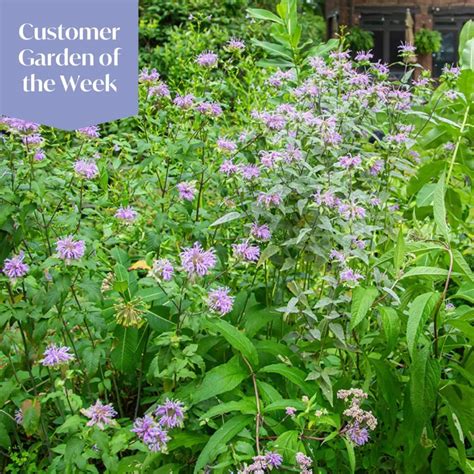 Bee Balm – the Native Flower Everyone Should Have in Their Yard