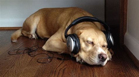 狗狗爱听的音乐，你会看到它们翩翩起舞-我的宠舍