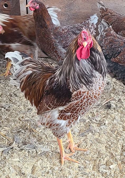 Blue Laced Red Wyandotte Chicken For Sale Cackle Hatchery®, 43% OFF