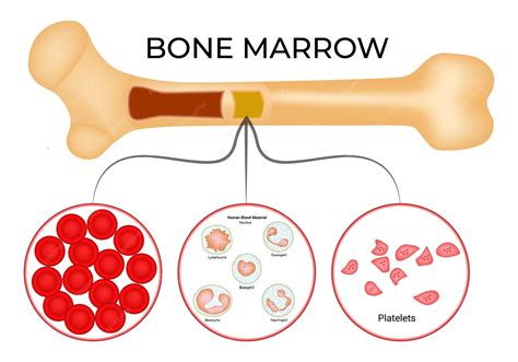 Premium Vector | The bone marrow serves as the origin of red blood ...