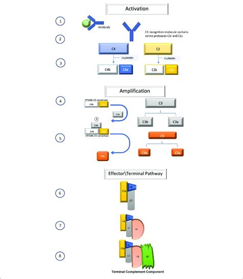 Image result for Complement Cascade