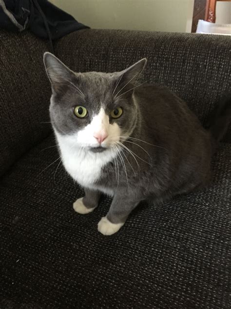 Grey Tuxedo Cat