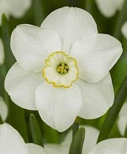 RADHA KRISHNA AGRICULTURE Daffodils Double Flowering Bulbs | white with ...