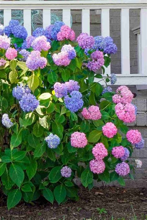 Hydrangea Tree Fall Care 的图像结果