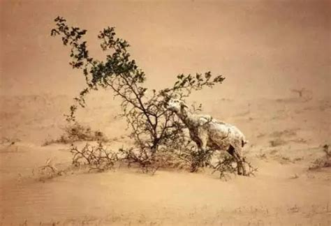 人类环境 的图像结果