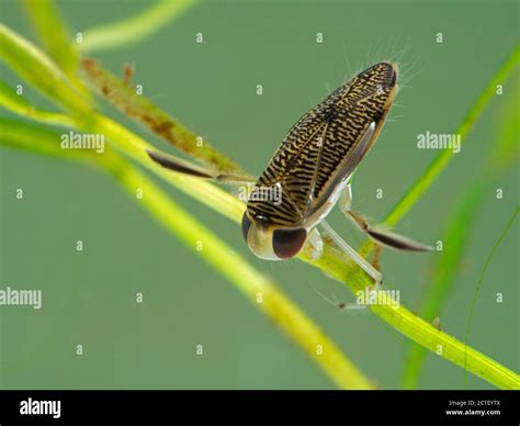 Water boatman bug hi-res stock photography and images - Alamy
