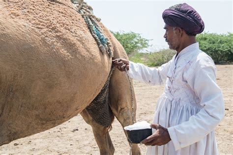 Where Camels Take to the Sea | Hakai Magazine