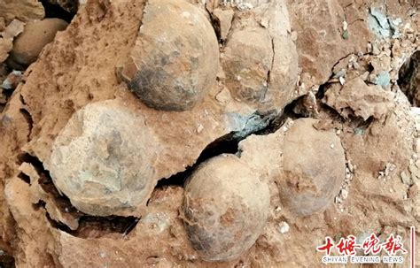 四名江西学生散步时在野地发现白垩纪恐龙蛋化石__凤凰网