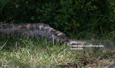 Image result for Python Swallowing a Deer