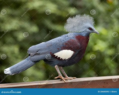 Victoria Crowned Pigeon Goura Victoria Stock Image - Image of alexandrine, blue: 20600395