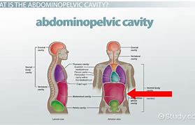 abdominal cavity 的图像结果