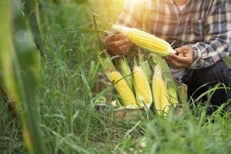 agriculture harvesting corn Corn farmers plant corn organic farming ...