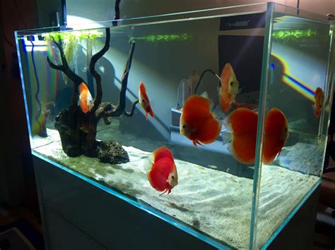 Image result for Low-Tech Discus Tanks