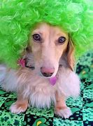 Image result for Animals with Wigs