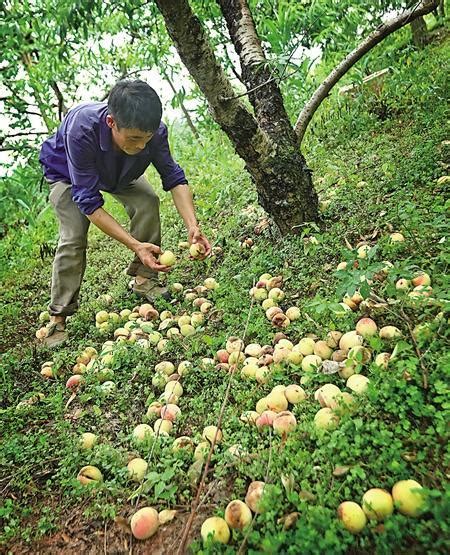 农村大叔砍香蕉，竟然连树一起砍倒背后有什么隐情？