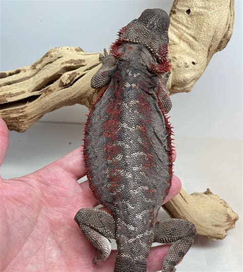 20 Types of Bearded Dragons: Species, Morphs and Color List - The ...