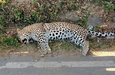 चंबा : सड़क किनारे मृत अवस्था में मिला तेंदुआ, पुलिस जांच में जुटी ...