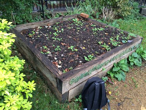 Veggies in the local community garden | Jack Wallington | Nature & Gardens