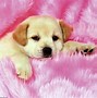 Image result for Cute Baby Puppies