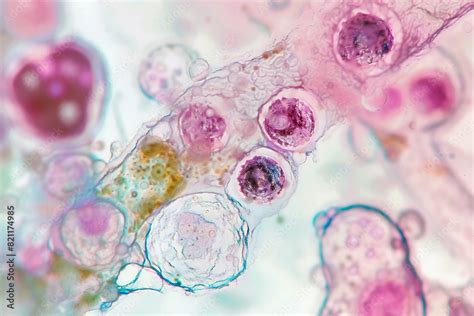 Microscopic View 的图像结果