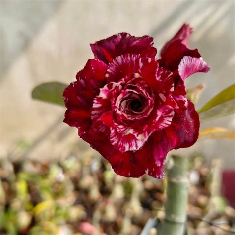Adenium Obesum Rose C 234 – veliyathgardens