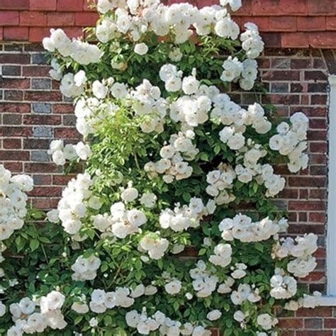 Vedante Bliss Live Live Climbing Rose Flower Plant – Decorative Rose ...