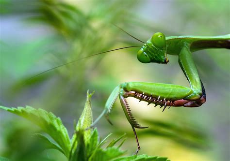 Download Macro Animal Praying Mantis HD Wallpaper