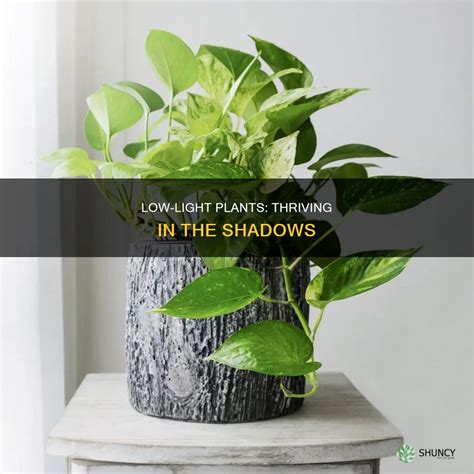 Thriving In The Shadows: What Plants Need Low Light