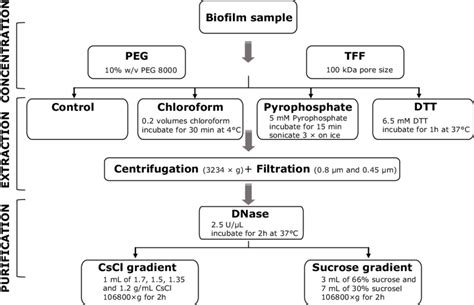 Virus Purification Process 的图像结果
