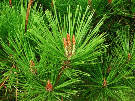What Is A Pine Tree Leaves at Thomas Michie blog