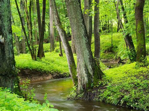 Image result for Scene Spring Trees