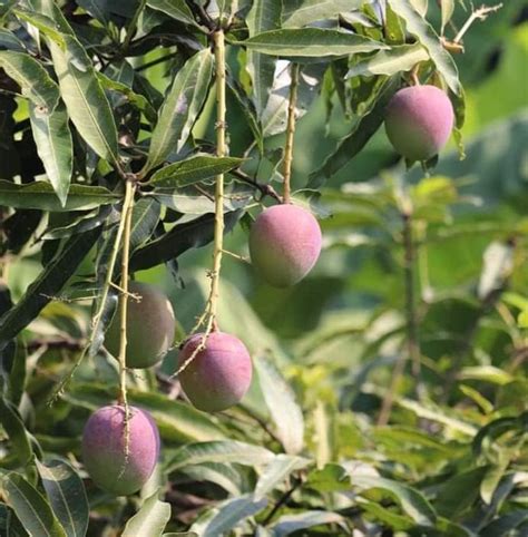 ONLINE PLANT BAZAR ARUNIKA MANGO GRAFTED LIVE PLANT : Amazon.in: Garden ...