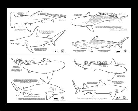 Tiger Shark Coloring Pages