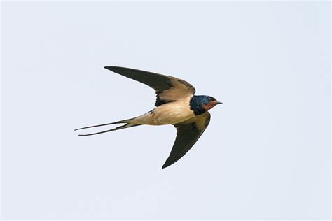 Golondrina Tijerita (transitiva) - eBird