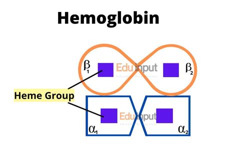 Image result for Normal Hemoglobin Structure