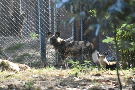 African Wild Dog - ZooChat