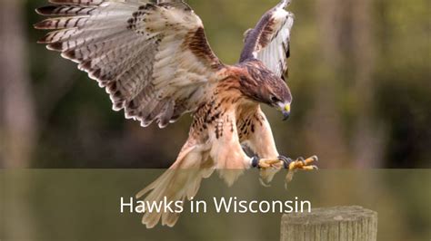 11 Types of Hawks in Wisconsin (Pictures And Identification) - Enjoy ...