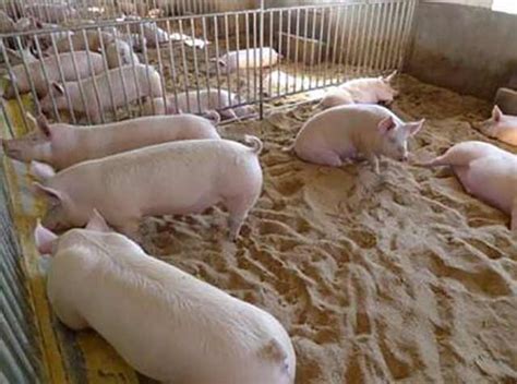 种养殖报告怎样写，养猪场环评手续办理最新流程