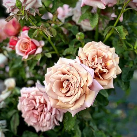 Dusty Rose Pink Color