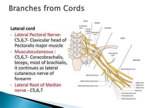 BRACHIAL PLEXUS INJURY: EVALUATION AND MANAGEMENT | PDF